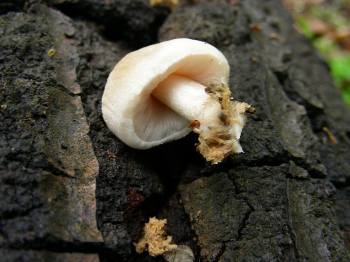 645 Aprile vecchio ritrovamento